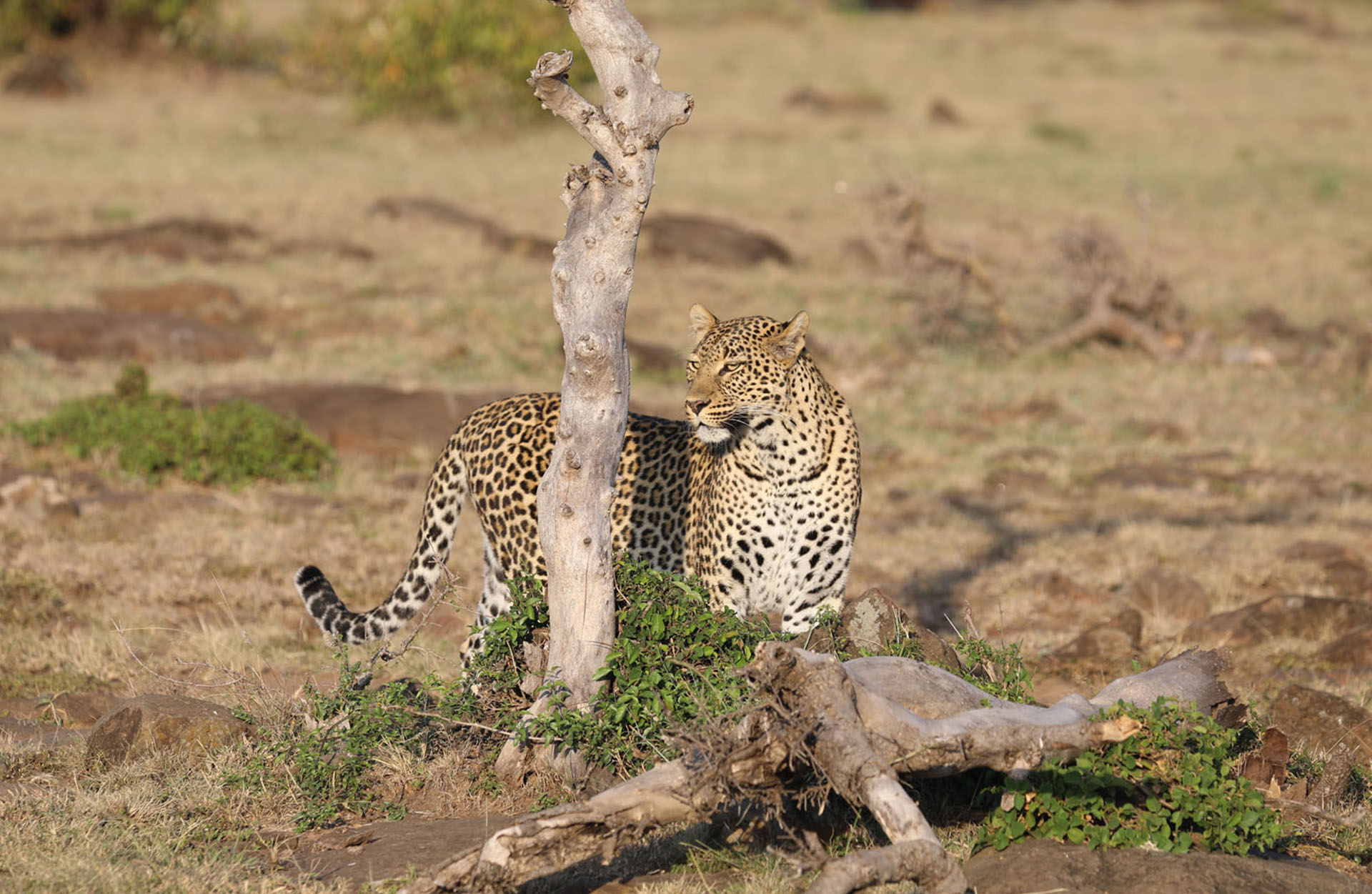 Leopard - Safari i Kenya Leopard - Safari i Kenya