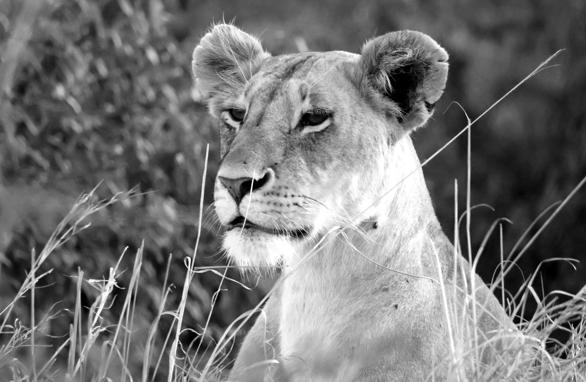 Safari i Kenya Safari i Kenya