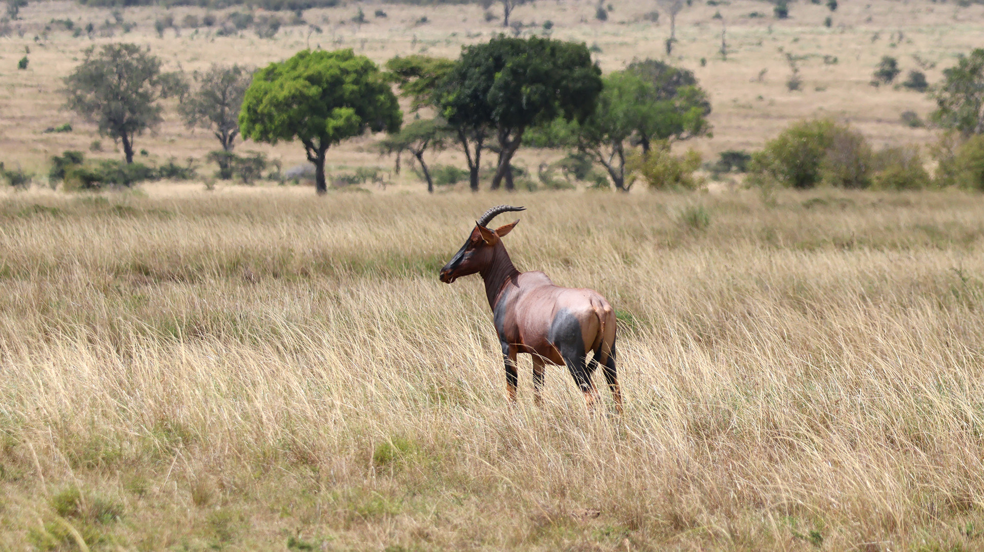 Topi - en antilope man ofte ser på savannen Topi - en antilope man ofte ser på savannen