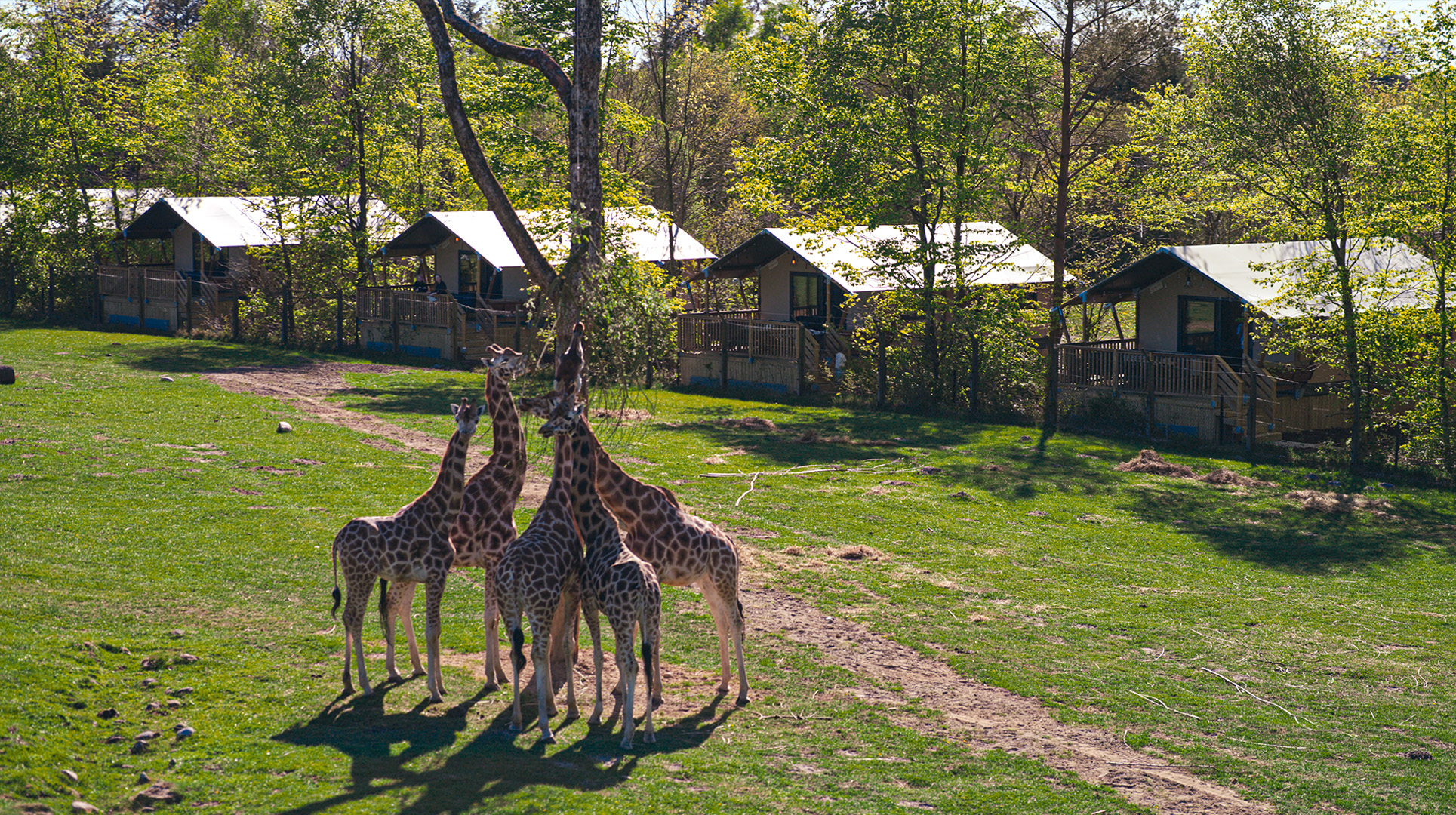 Givskud Zoo Safari Camp - giraffer