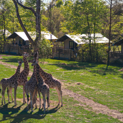 Givskud Zoo Safari Camp - giraffer