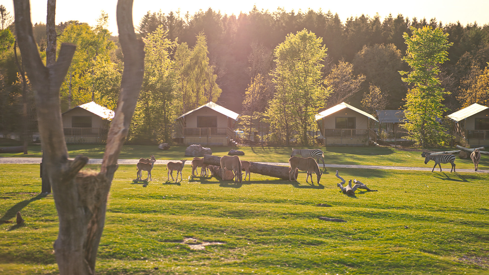 Givskud Zoo Safari Camp